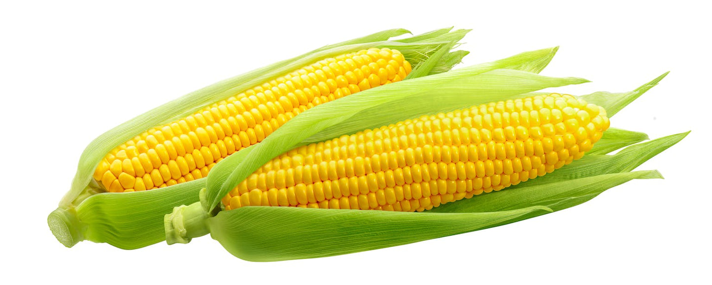 Riverstone MAZE Compostable Corn Bags for MAZE Large Kitchen Caddie | Caddy Compost Bag | Garden Forests