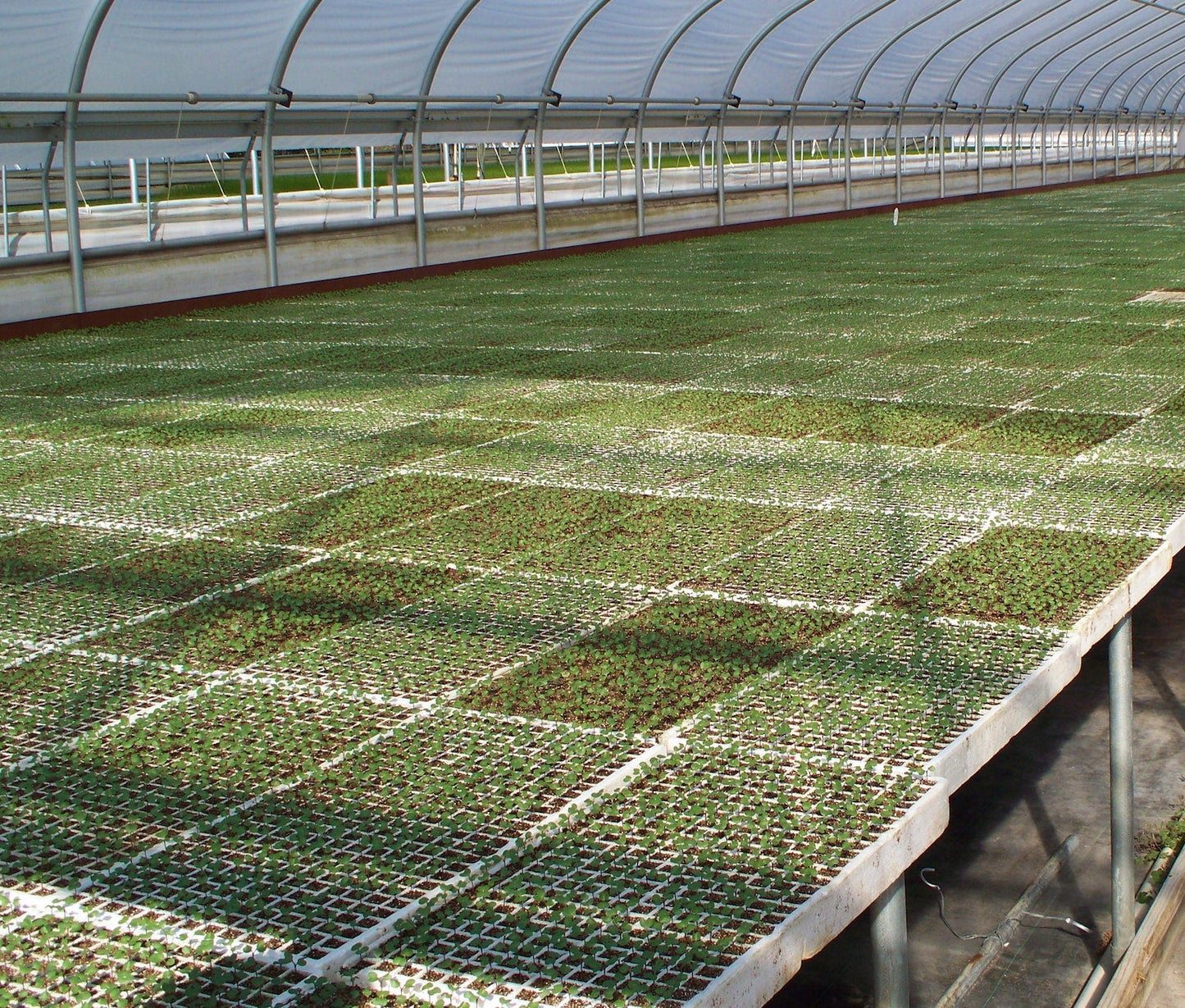 Riverstone RSI Hydroponic Seed Trays | Seed Trays | Garden Forests
