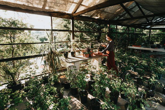 Choosing the Right Greenhouse for Your Needs